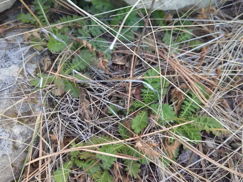 Prairie Smoke