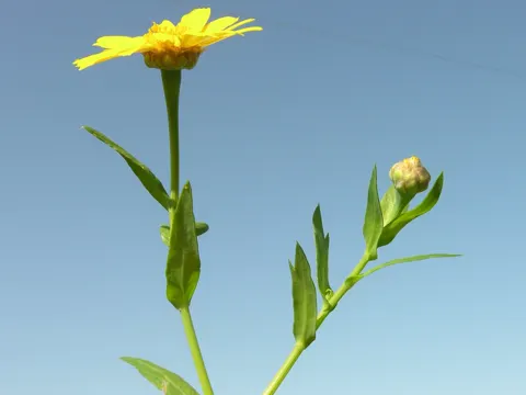 Saat-Margerite (Glebionis segetum)