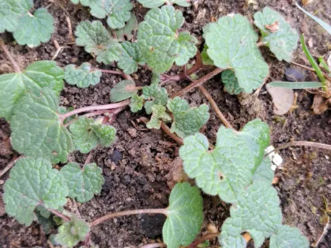Ground-ivy