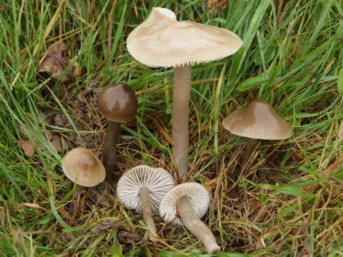 Grauer Saftling (Gliophorus irrigatus)