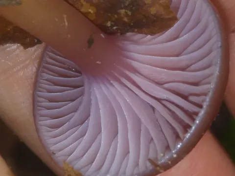 Zäher Saftling (Gliophorus laetus)