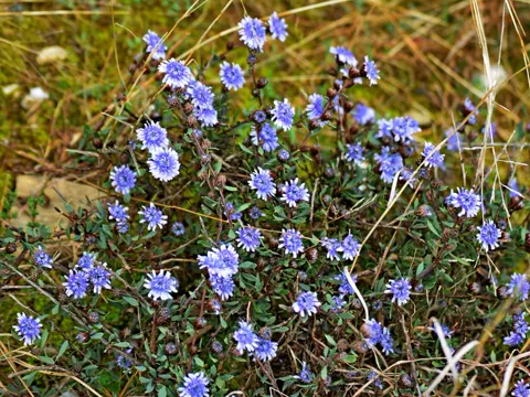 Kugelblume