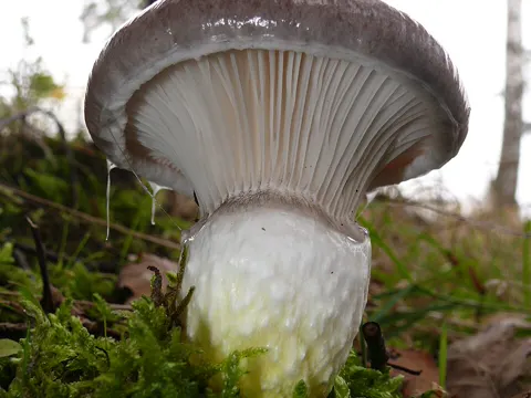Flockenstieliger Hexen-Milchling (Gomphidius glutinosus)