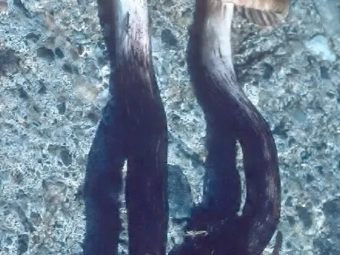 Fleckender Schmierling (Gomphidius maculatus)