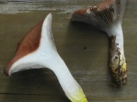 Gomphidius oregonensis