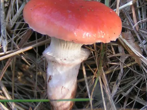 Rosa Schmierling (Gomphidius roseus)