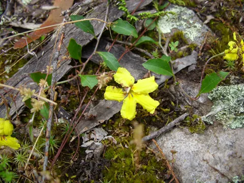 Goodenia hederacea