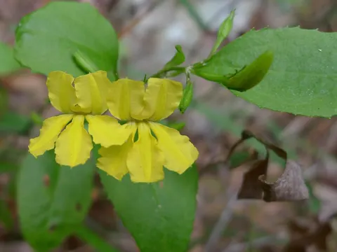 Goodenia ovata