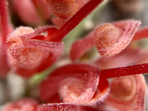 Rot-Grevillea