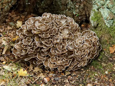 Maitake