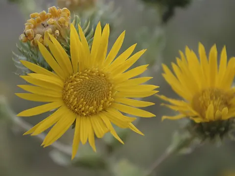 Grindelia ciliata