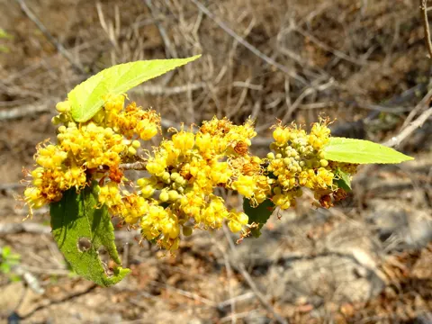 Guazuma ulmifolia