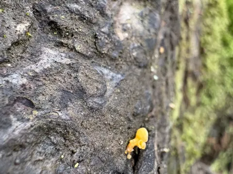 Guepiniopsis buccina (Guepiniopsis buccina)