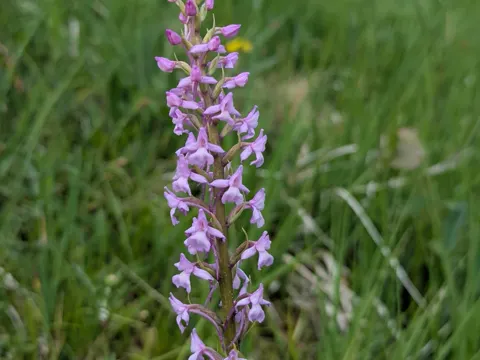 Mücken-Händelwurz (Gymnoadenia conopsea)