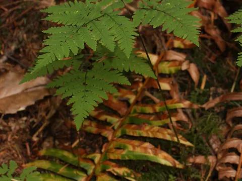 Eichenfarn (Gymnocarpium dryopteris)