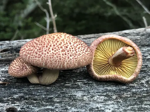 Gymnopilus luteofolius (Gymnopilus luteofolius)