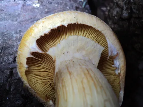 Gymnopilus ventricosus (Gymnopilus ventricosus)