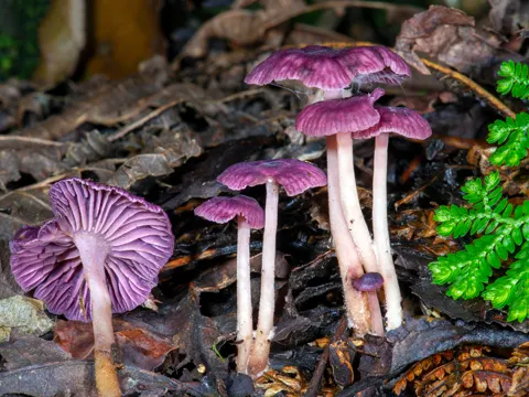 Gymnopus iocephalus (Gymnopus iocephalus)