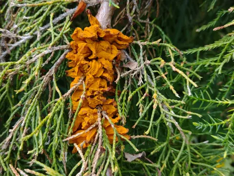 Pear Rust (Gymnosporangium sabinae)