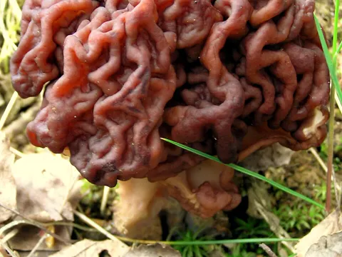 Frühjahrslorchel (Gyromitra esculenta)