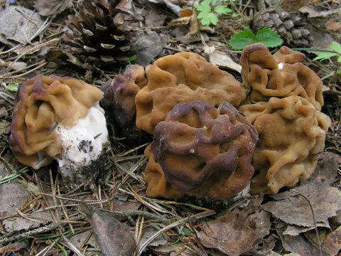Riesen-Lorchel (Gyromitra gigas)