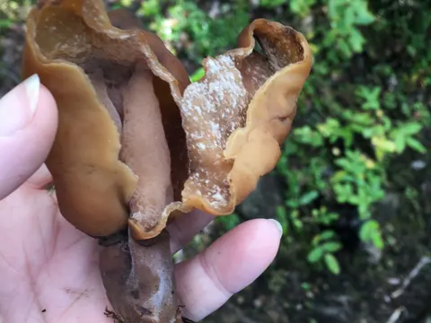 Bischofsmütze (Gyromitra infula)