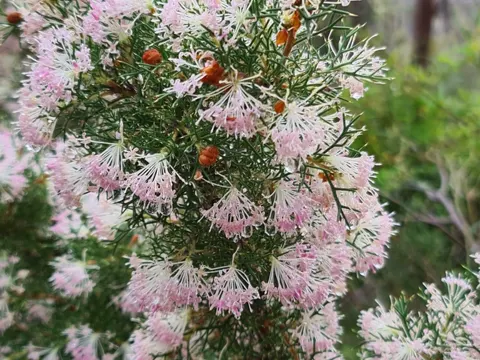 Slender Hakea