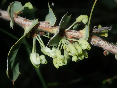 Kriechende Hakea