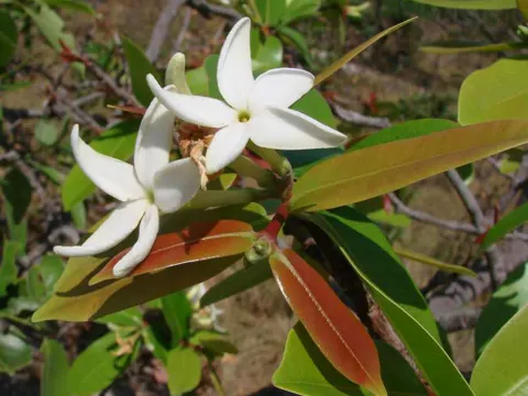 Hancornia speciosa