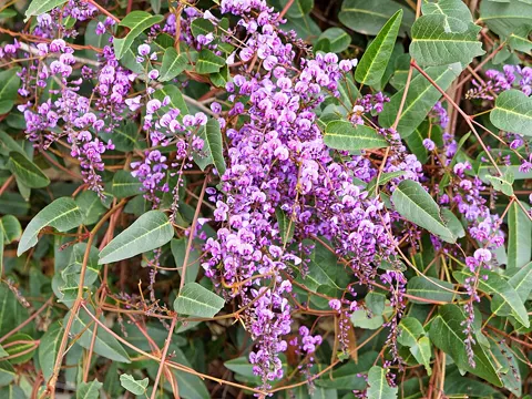 Hardenbergia violacea