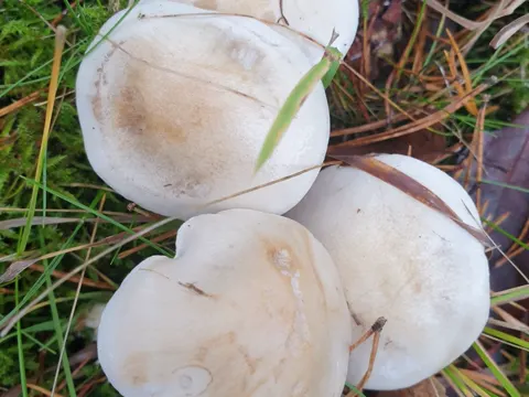 Tonblasser Fälbling (Hebeloma crustuliniforme)