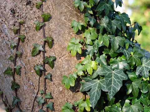 Common Ivy