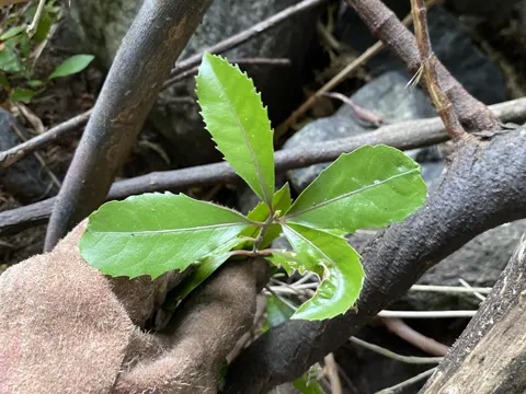 Hedycarya arborea