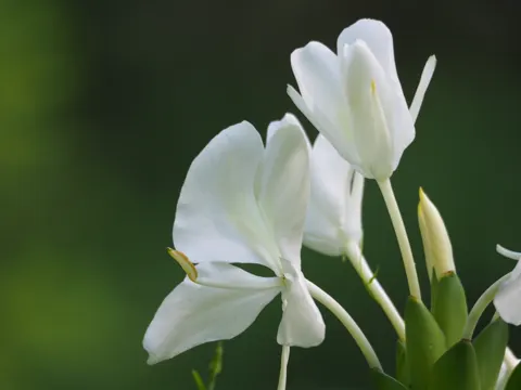 Ingberlilie (Hedychium coronarium)
