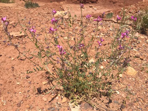 Hedysarum boreale (Hedysarum boreale)
