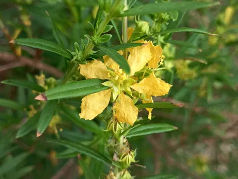 Heimia salicifolia