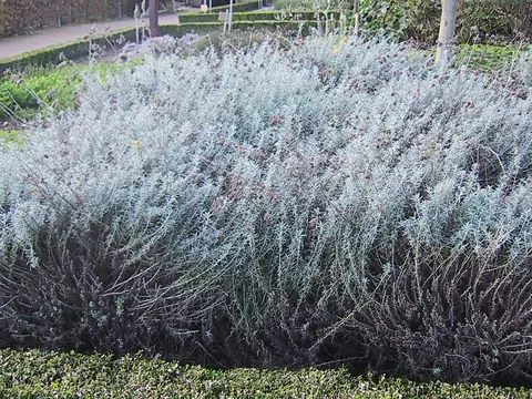 Italienische Strohblume (Helichrysum italicum)