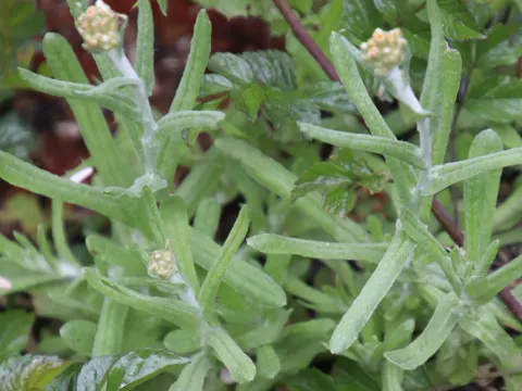 Gelbweiße Strohblume (Helichrysum luteoalbum)