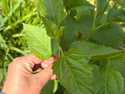 False Sunflower