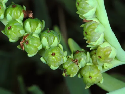 Krummhals-Heliotrop (Heliotropium curassavicum)