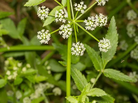 Knotenblütiger Sumpfschirm (Helosciadium nodiflorum)