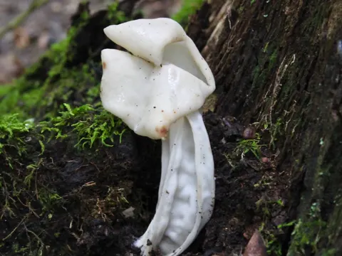 Pilz (Helvella crispa)