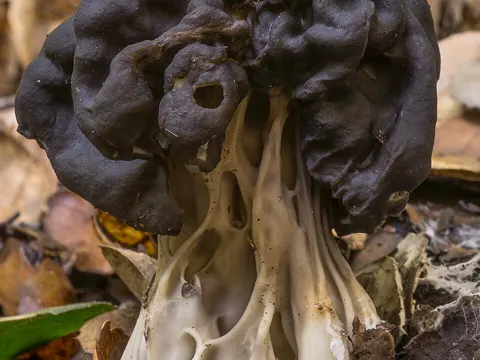 Helvella dryophila (Helvella dryophila)