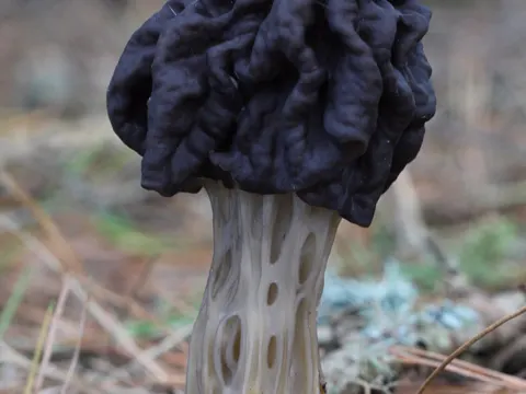 Herbst-Lorchel (Helvella vespertina)