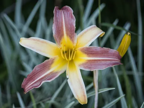 Orange Daylily