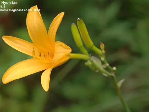 Gelbe Taglilie (Hemerocallis lilioasphodelus)