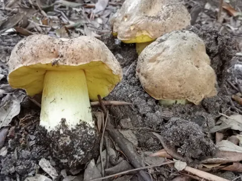 Fahler Röhrling (Hemileccinum impolitum)