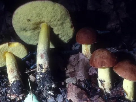 Dotted-stem Bolete