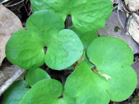 Liverleaf