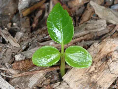 Großblättrige Schefflera